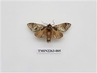 藏品(夙舟蛾屬)的圖片